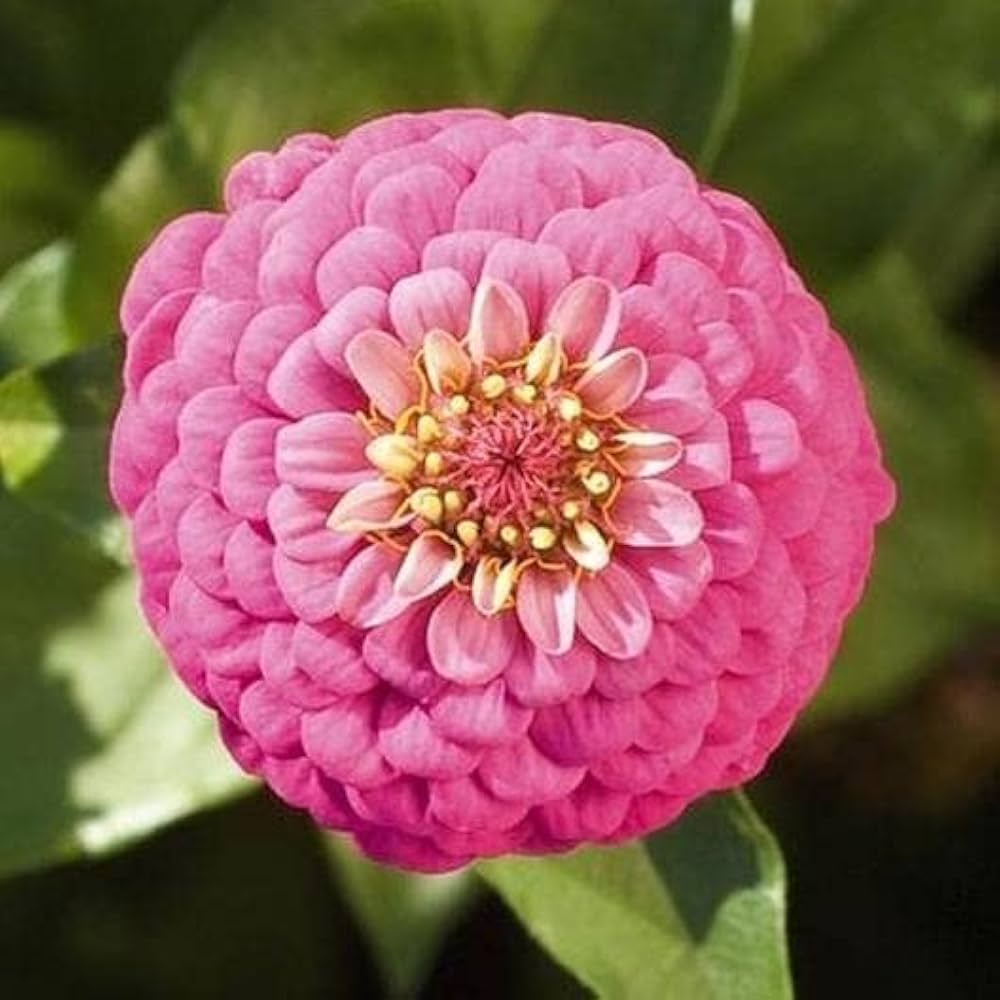 Zinnia Bright Giant seeds producing tall plants with large, bold flowers in a mix of vivid colors, perfect for cutting gardens